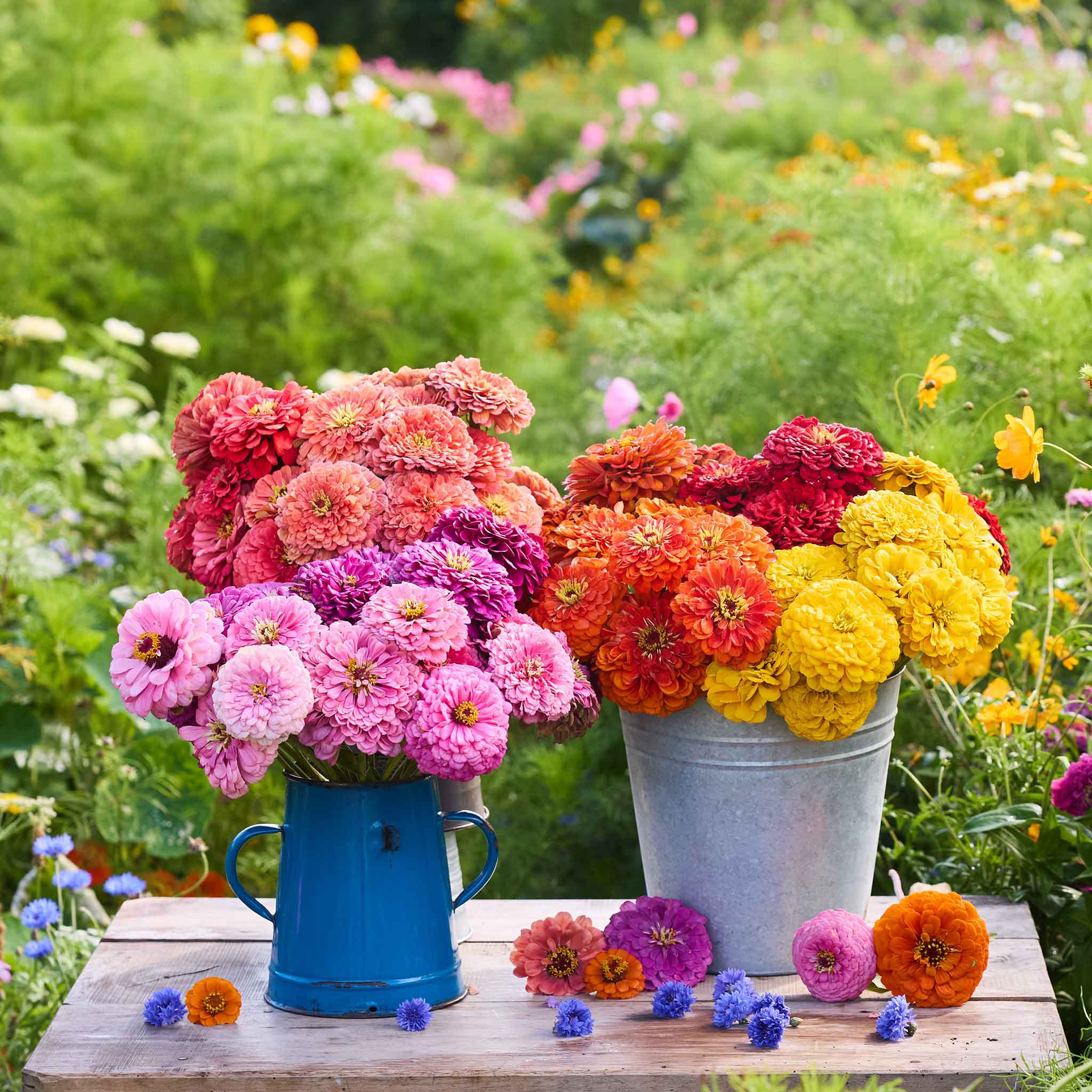 Colorful bouquets of benary giant mix zinnia flowers in a blue vase and metal bucket on a wooden table with a garden background.