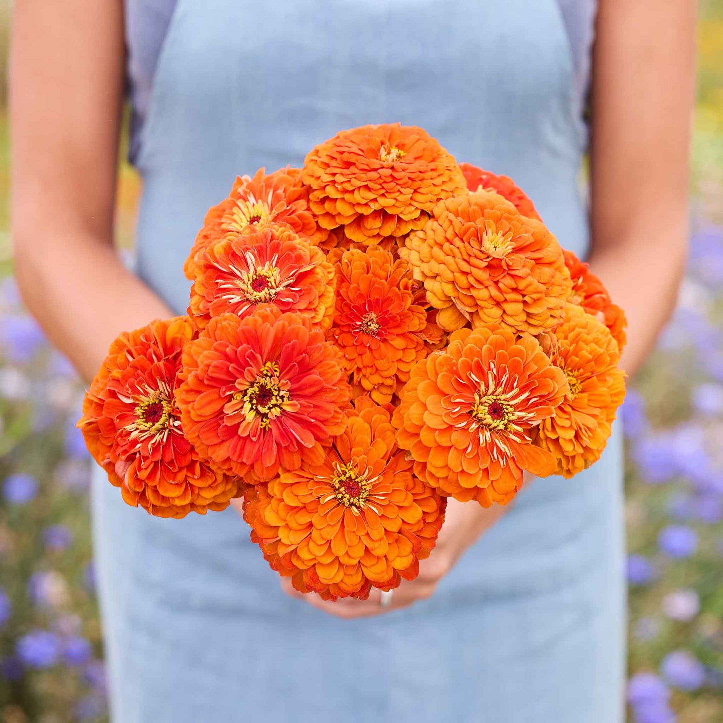 Person holding a bouquet of bright benary giant orange zinnia flowers with a blurred natural background