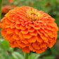 zinnia benary giant orange