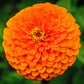 Close-up image of an benary giant orange Zinnia flower with a clearly visible center.