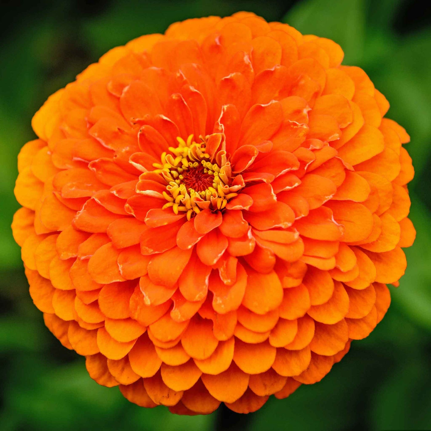 Close-up image of an benary giant orange Zinnia flower with a clearly visible center.