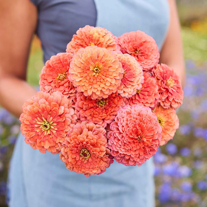 Bouquet of benary giant salmon rose zinnia flowers held by a person wearing a light blue dress.