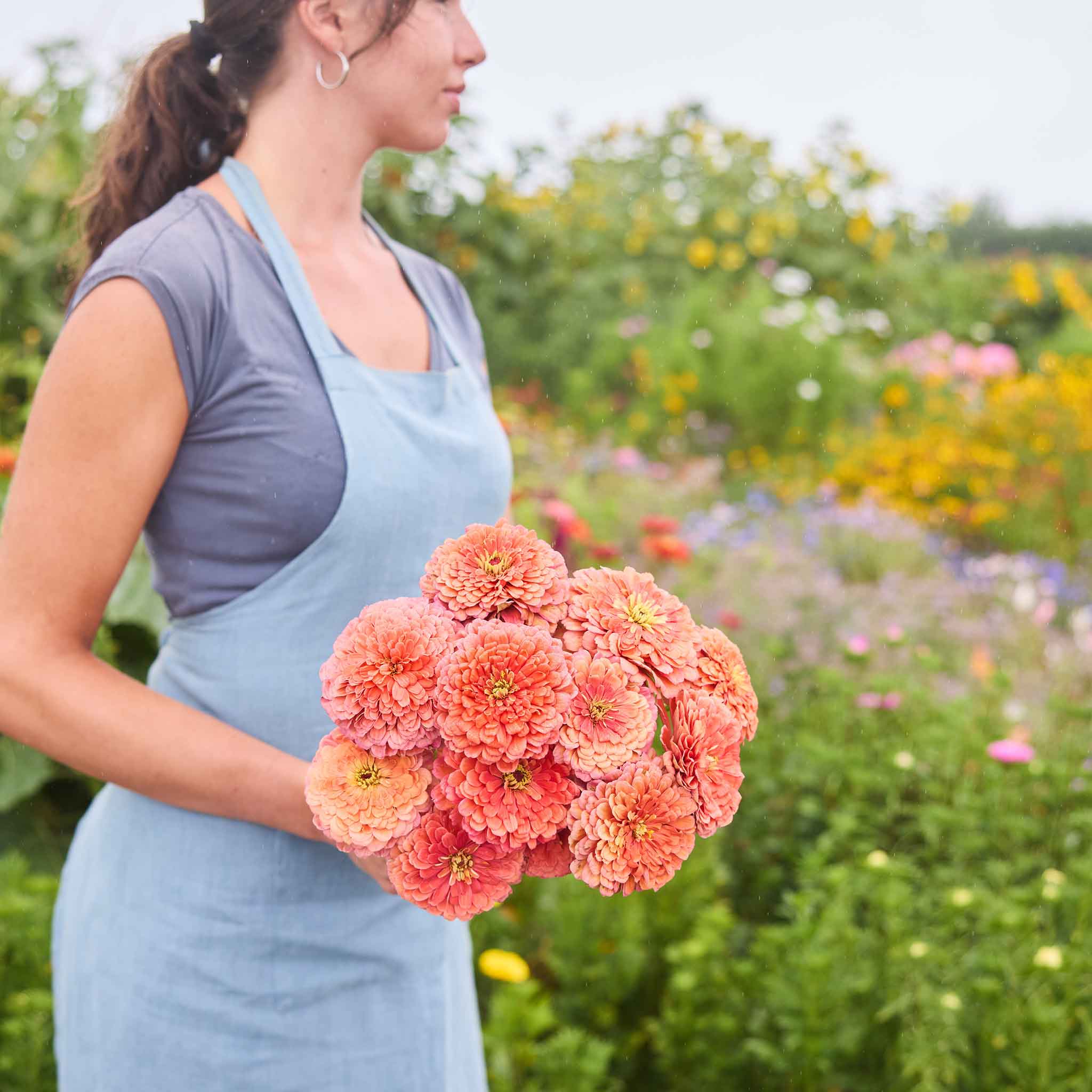 Bouquet of benary giant salmon rose zinnia flowers held by a person wearing a light blue dress.