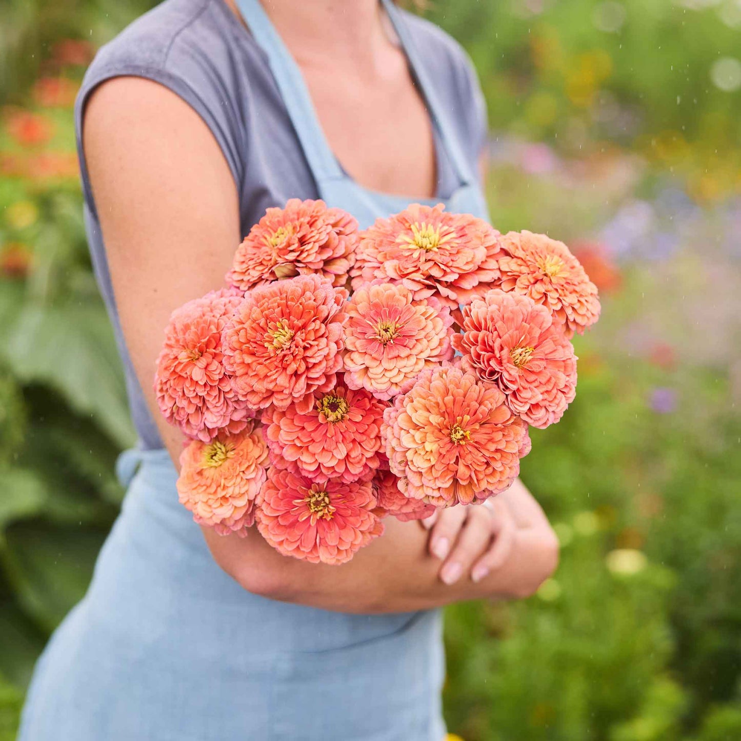 Bouquet of benary giant salmon rose zinnia flowers held by a person wearing a light blue dress.
