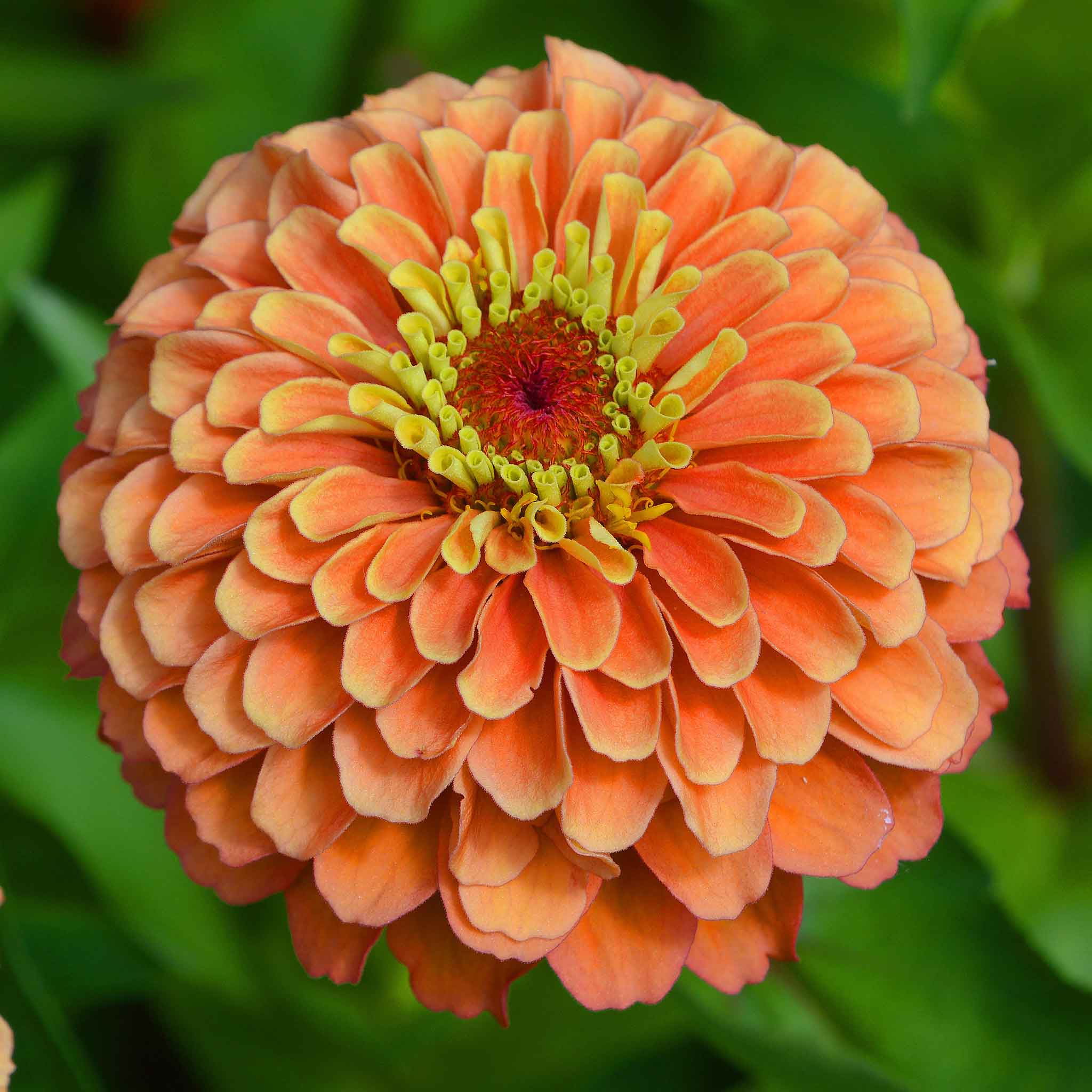 Close-up image of a benary giant salmon rose Zinnia flower with a yellow center.
