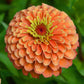 Close-up image of a benary giant salmon rose Zinnia flower with a yellow center.