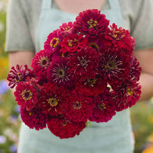 A person holding a bouquet of vibrant benary giant scarlet zinnia flowers with a blurred background.