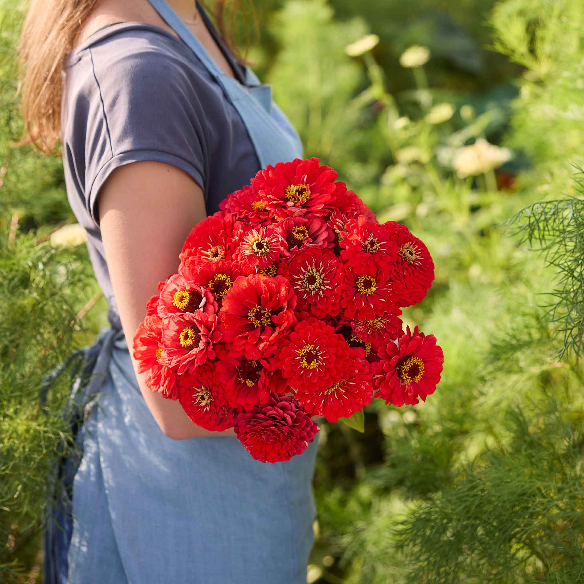 A person holding a bouquet of vibrant benary giant scarlet zinnia flowers with a blurred background.