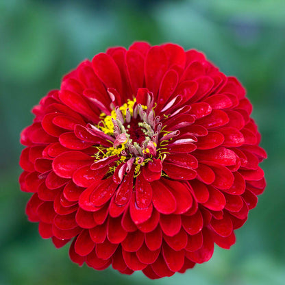 A close-up image of a benary giant scarlet zinnia flower with a yellow center.