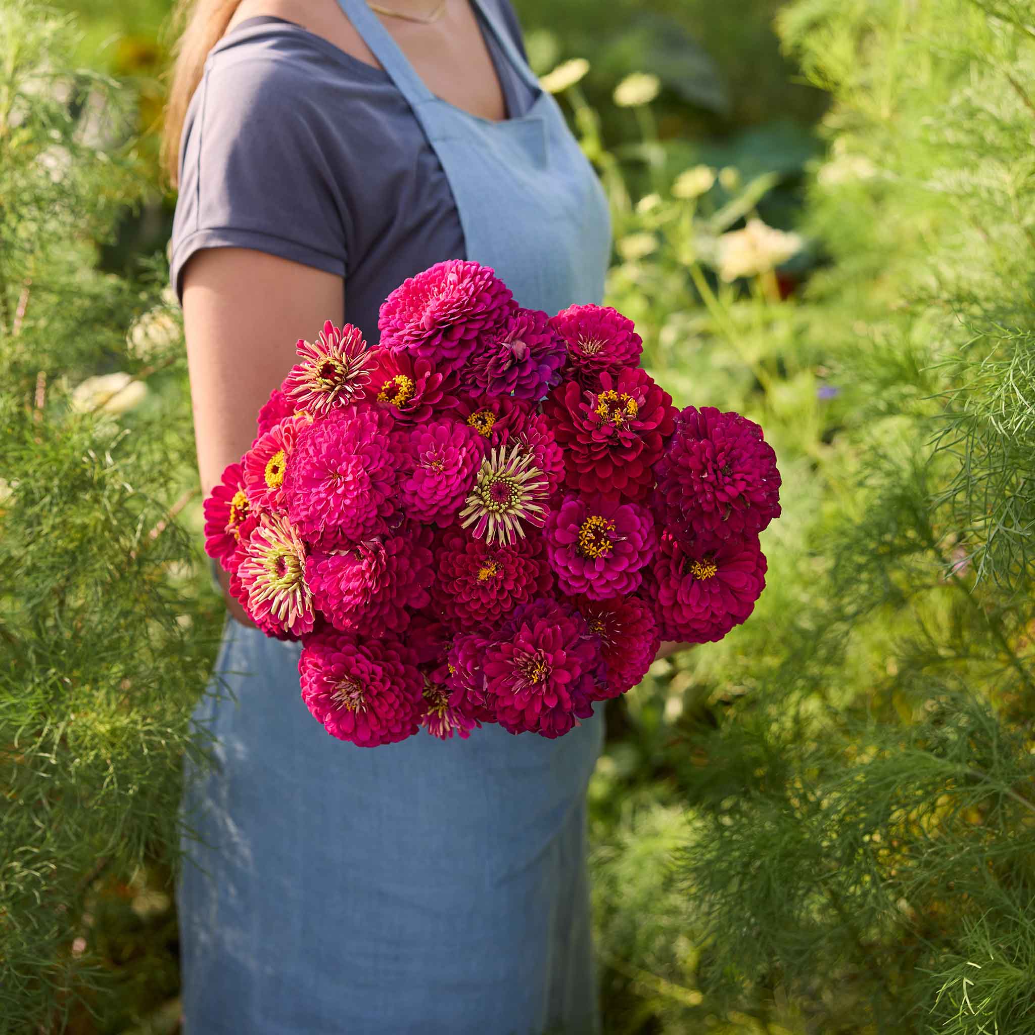 A person holding a bouquet of benary giant wine Zinnia flowers with green foliage in the background.