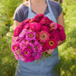 Person holding a bouquet of pink and purple flowers from the zinnia benary lilac and scarlet bundle in a garden setting