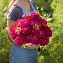 Person holding a bouquet of purple flowers from the zinnia benary orange and wine bundle in a garden setting