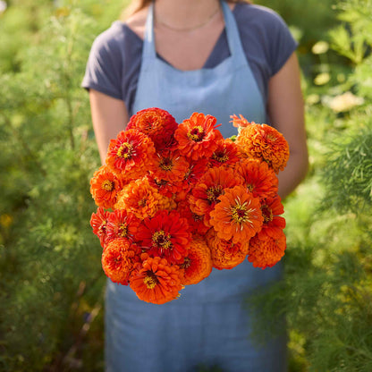 Person holding a bouquet of orange flowers from the zinnia benary orange and wine bundle in a garden setting