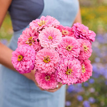 Person holding a bouquet of pink flowers from the zinnia benary giant passion bundle in a garden setting