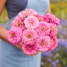 Person holding a bouquet of pink flowers from the zinnia benary pink coral bundle in a garden setting