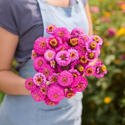 Person holding a bouquet of purple flowers from the zinnia lilliput orange and purple bundle in a garden setting