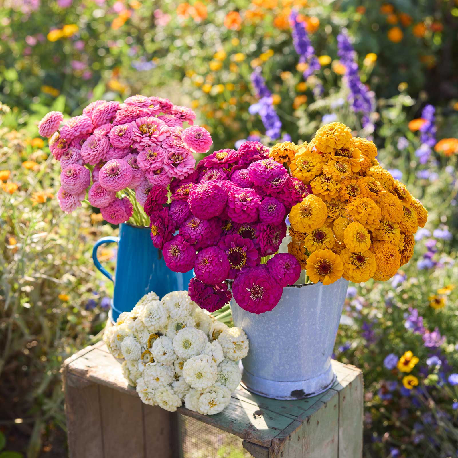Bouquets of colorful flowers from the zinnia oklahoma series bundle in a natural setting