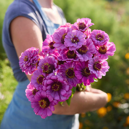 Person holding a bouquet of purple flowers from the zinnia purple dreams bundle in a garden setting