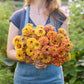 A person holding a bouquet of the zinnia bundle queeny golden sparkle in a garden setting