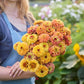 A person holding a bouquet of the zinnia bundle queeny golden sparkle in a garden setting