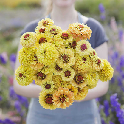 A person holding a bouquet of the zinnia bundle queeny golden sparkle in a garden setting