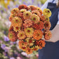 A person holding a bouquet of the zinnia bundle queeny golden sparkle in a garden setting