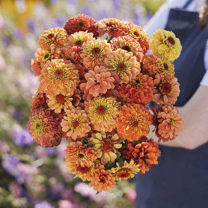 A person holding a bouquet of the zinnia bundle queeny golden sparkle in a garden setting