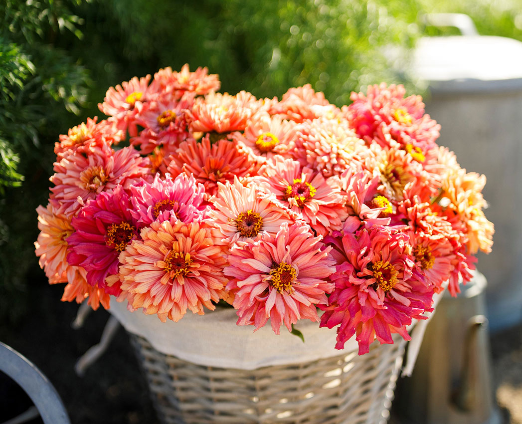 Bouquet of pink and orange flowers in a wicker basket with a blurred background