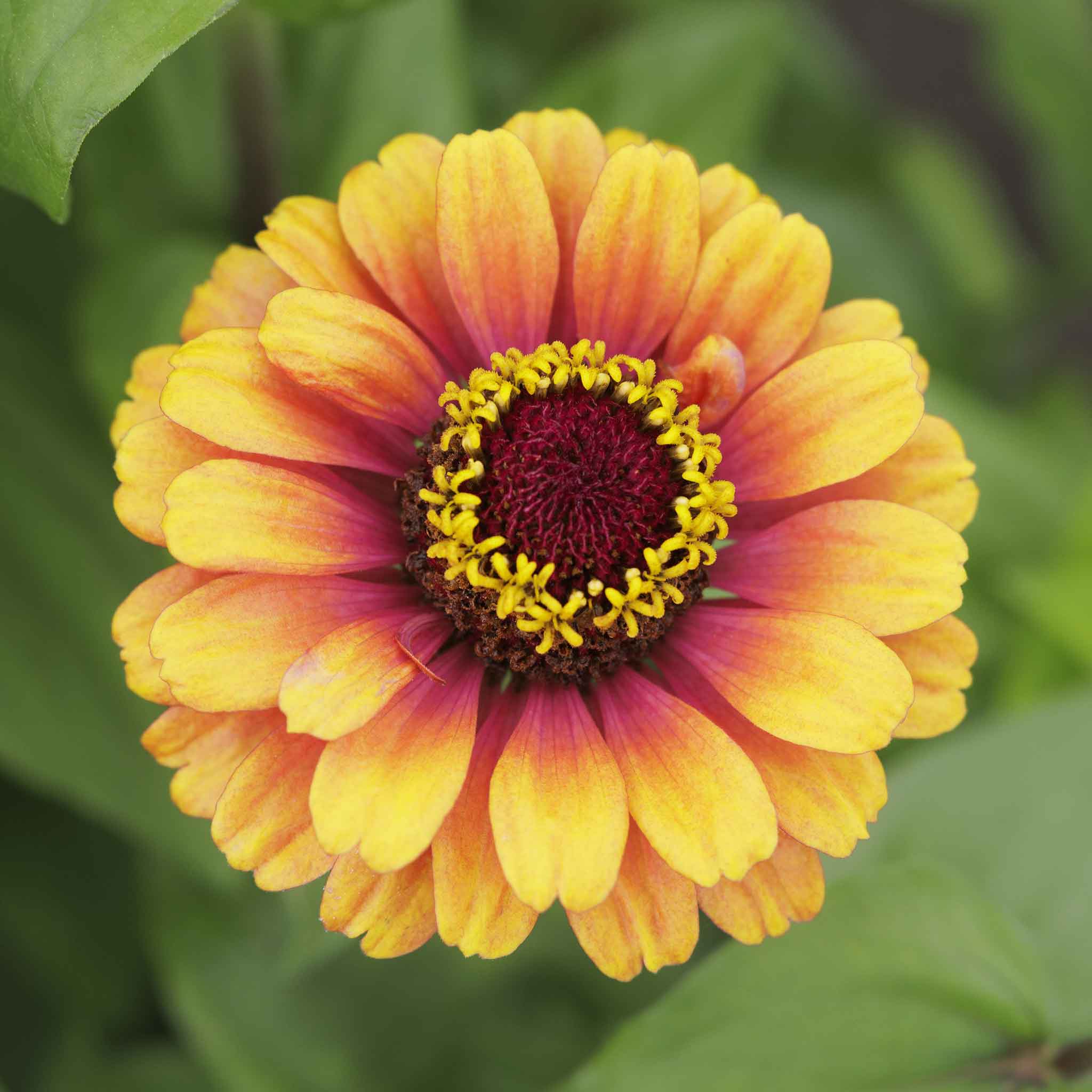 Close-up of a Zinnia Carrousel with inner red center and red to yellow petals.