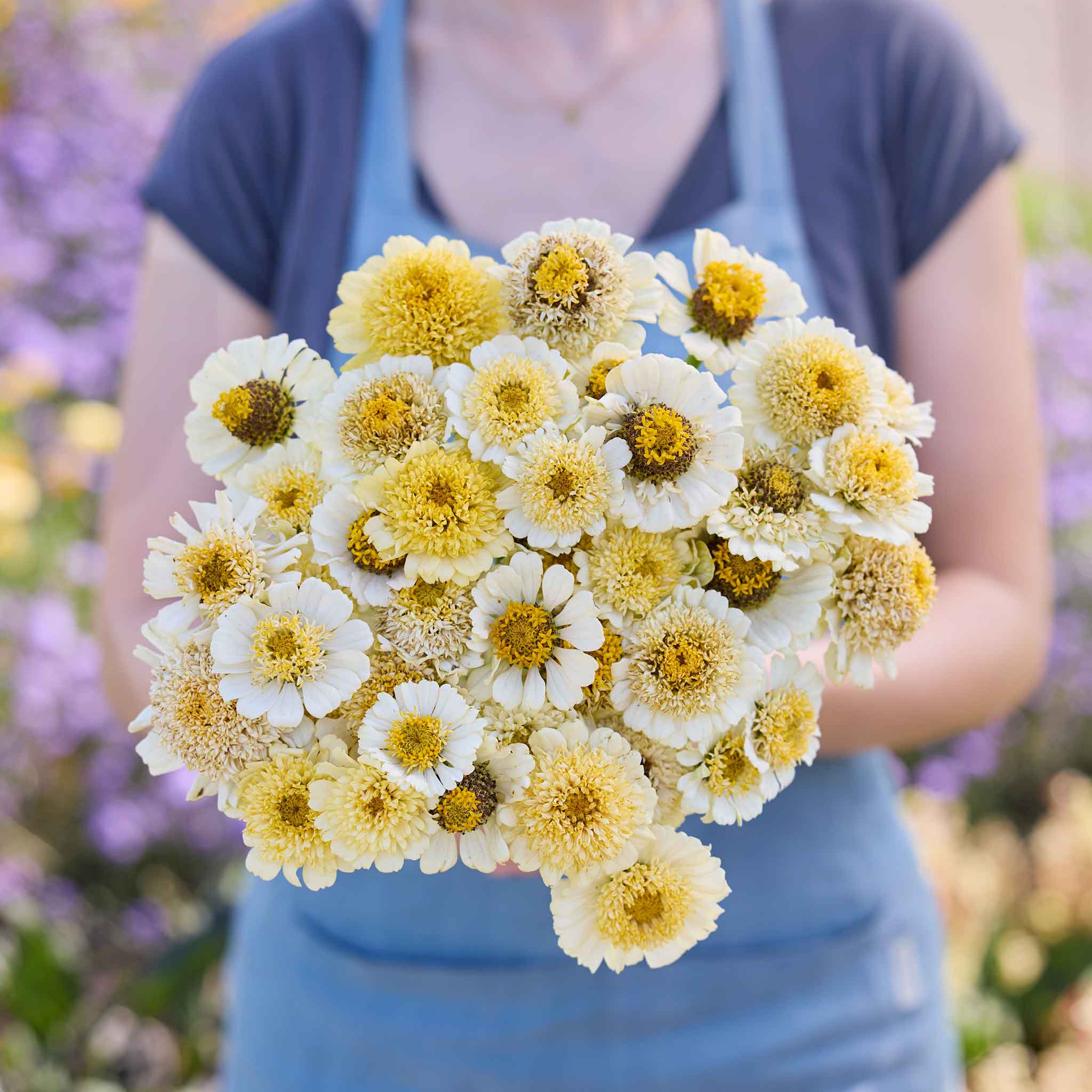Bouquet of white and yellow zinnia cresto cream flowers held by a person in a natural setting