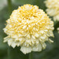 zinnia cresto cream