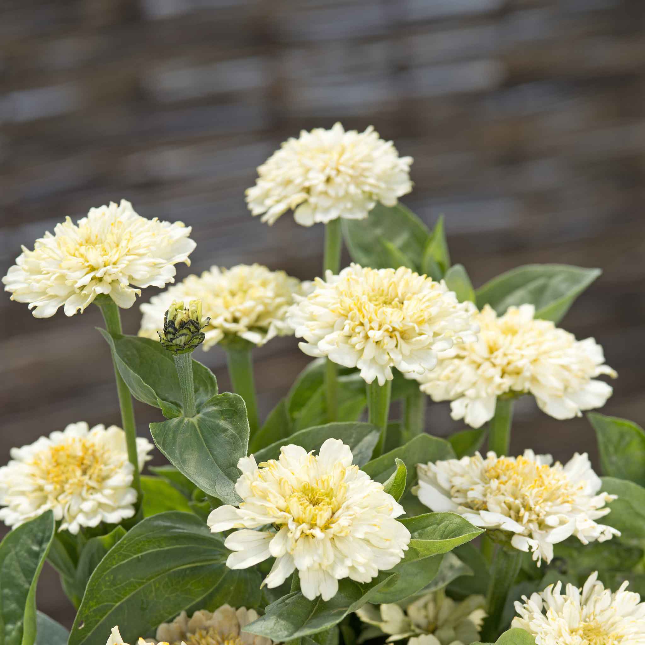zinnia cresto cream