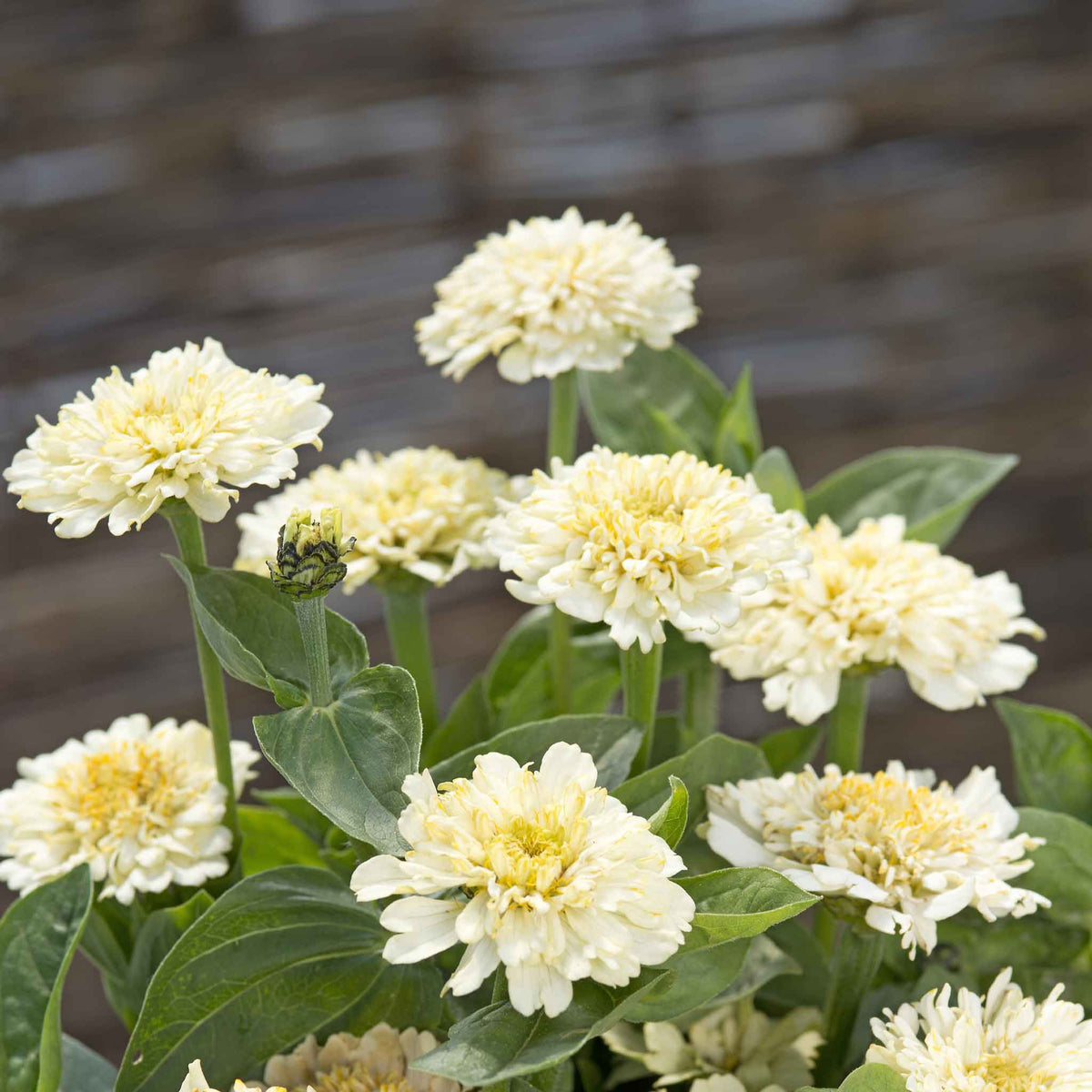 Close-up of a fully double, cresto cream Zinnia flower with creamy white and soft yellow petals.