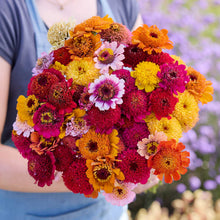 A close up of a person holding a bouquet of zinnia cresto fieldgrown mix with a blurred garden background.