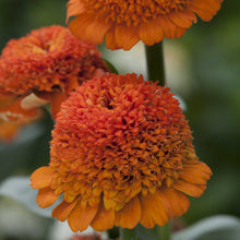 Close-up of vibrant orange cresto zinnia flowers with dense, textured petals and soft yellow gradients near the edges, set against a blurred green garden background.