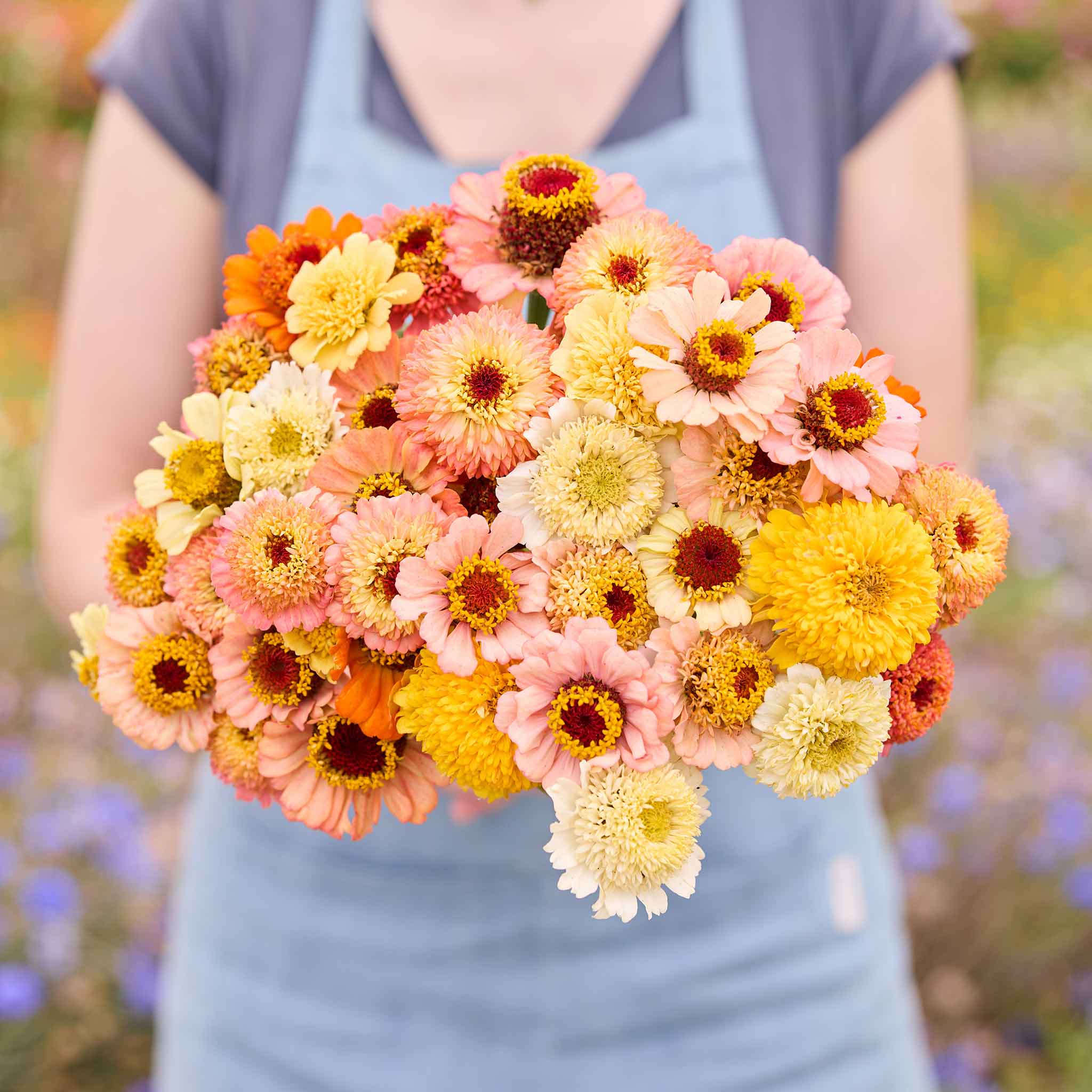 Bouquet of colorful cresto peaches and cream zinnia flowers held by a person in a blurred natural setting