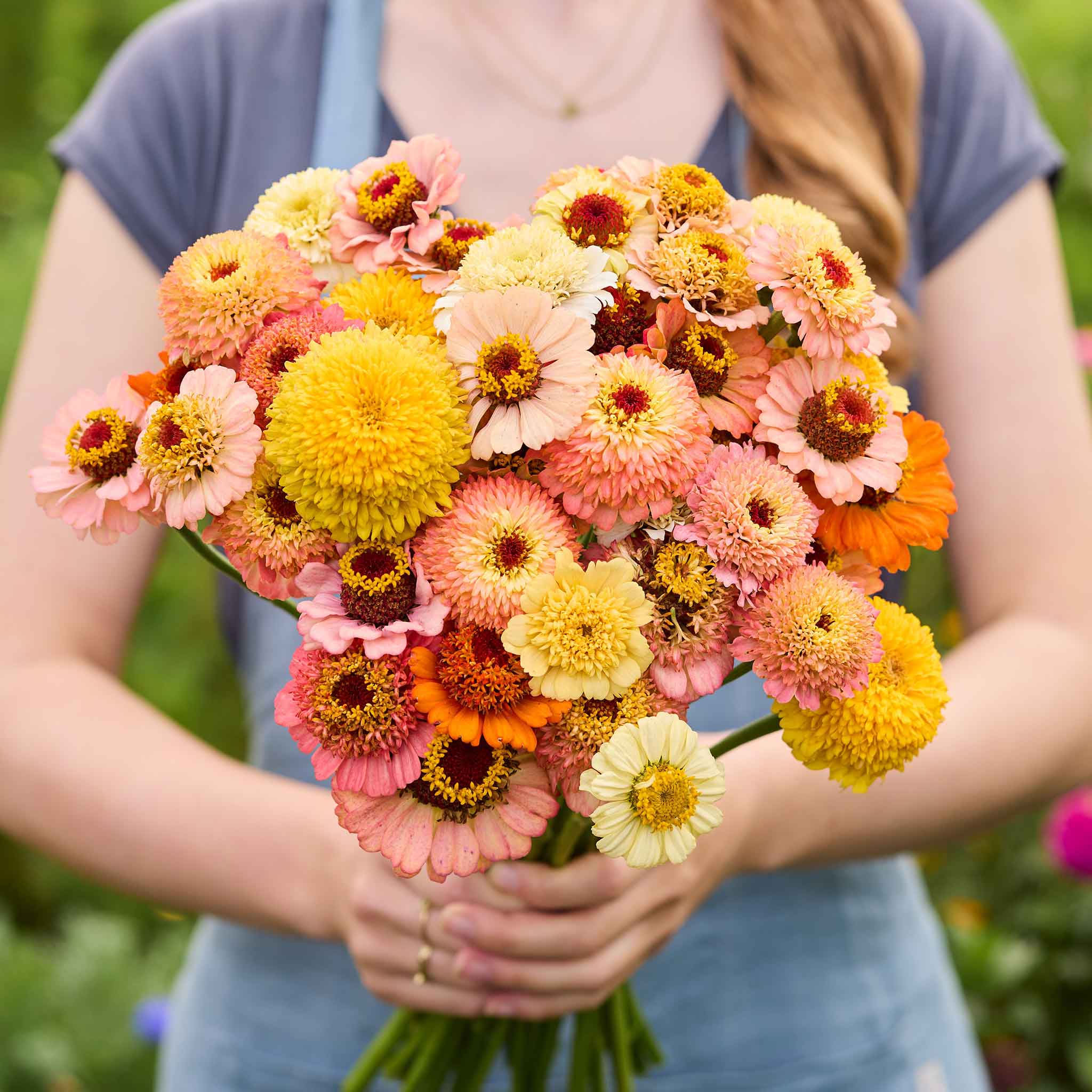Bouquet of colorful cresto peaches and cream zinnia flowers held by a person in a blurred natural setting