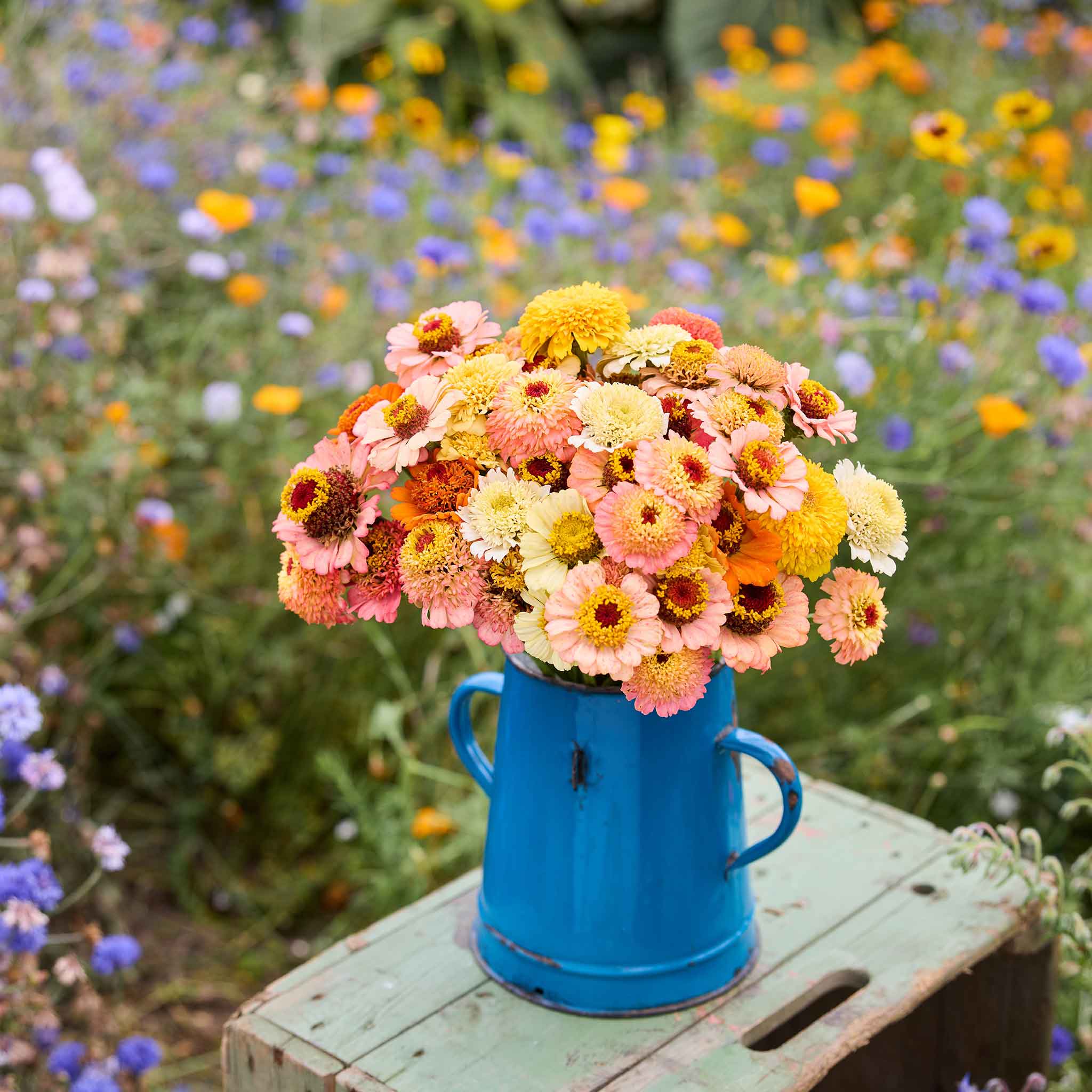 Bouquet of colorful cresto peaches and cream zinnia flowers in a blue vase on a wooden stool with a garden background