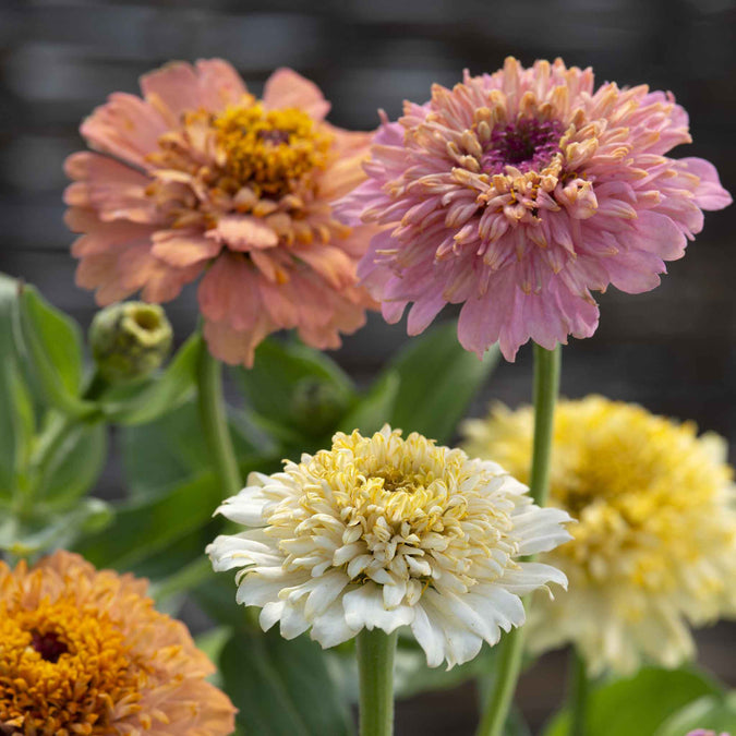 zinnia cresto peaches and cream