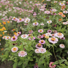 Zinnia Crest Peachy Pink flowers growing in a field.