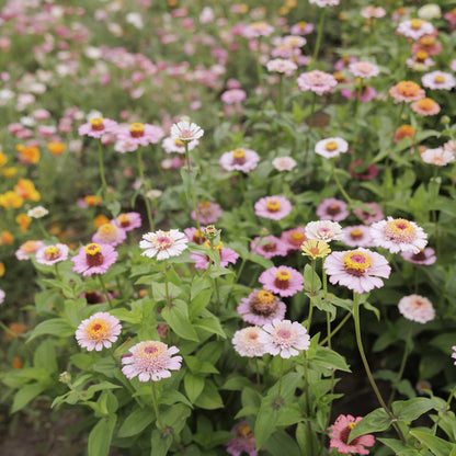 Zinnia Crest Peachy Pink flowers growing in a field.
