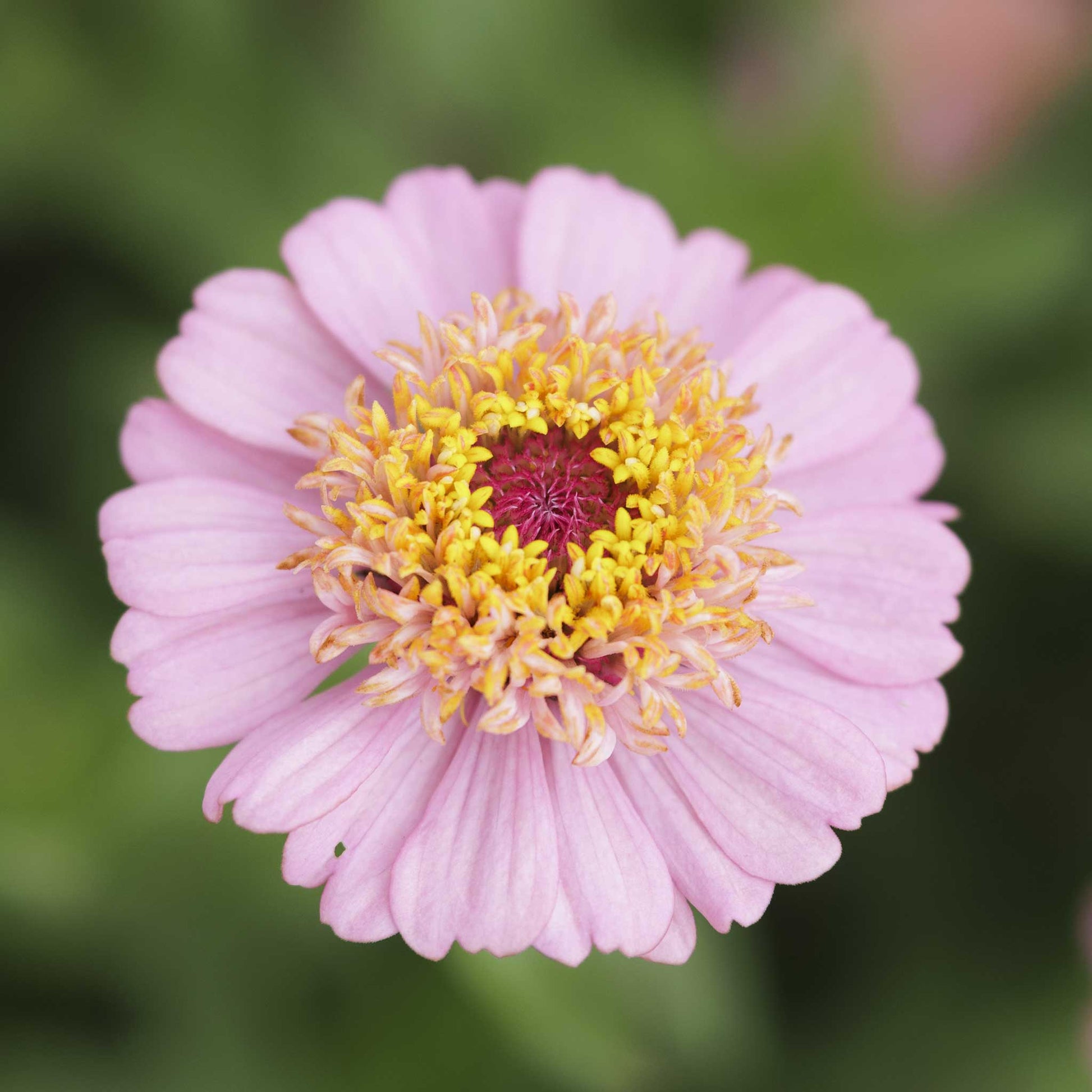 A close up of a zinnia cresto peachy pink with light pink petals and a yellow center.