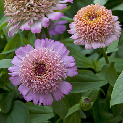 Zinnia cresto peachy pink  flower blooms growing in a natural setting.