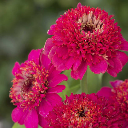 Close-up of cresto violet zinnia flowers with dense, ruffled petals and yellow-orange centers, photographed outdoors against a softly blurred green background.