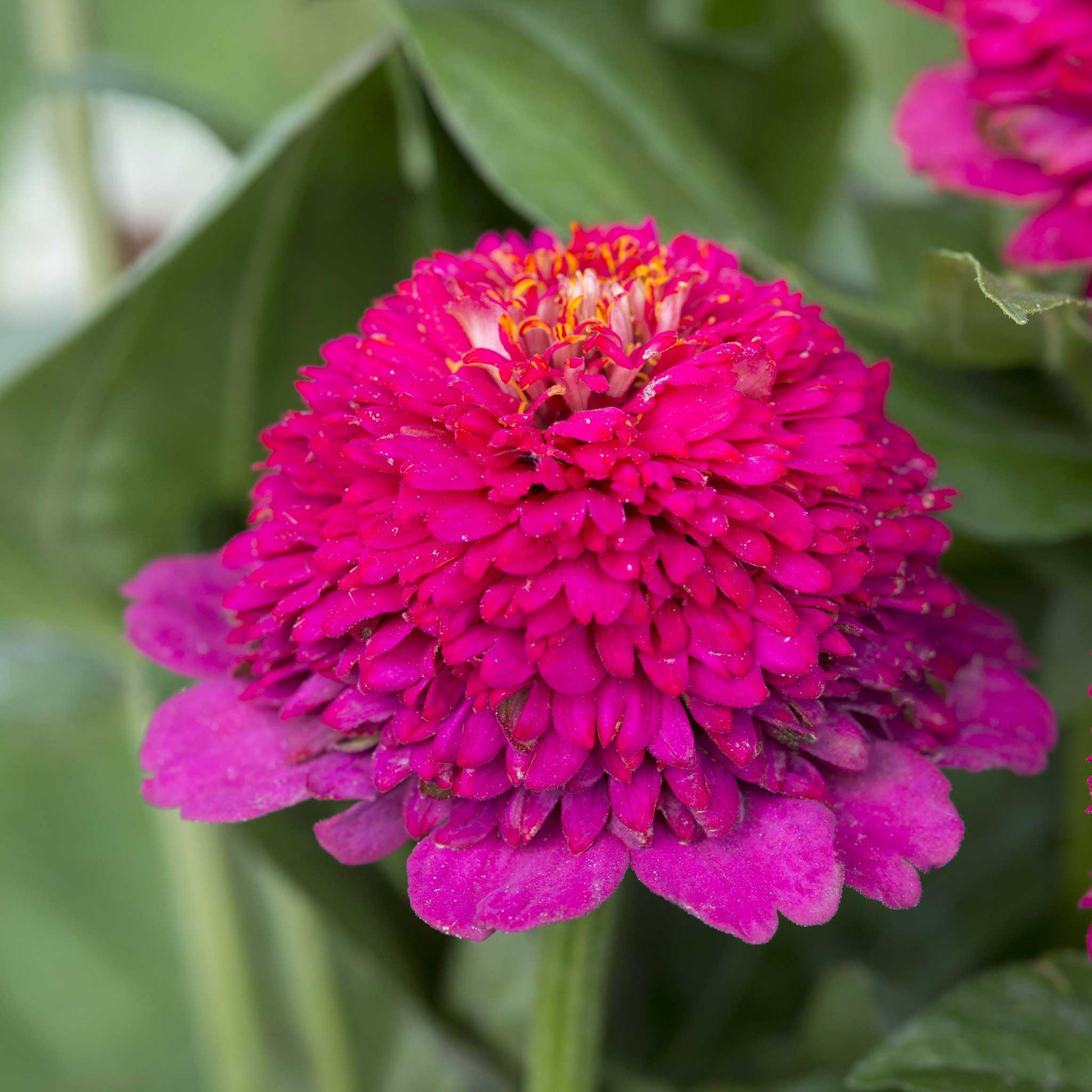 A close-up of a bright cresto violet zinnia flower with dense layered petals and a small yellow-orange center, surrounded by green leaves.