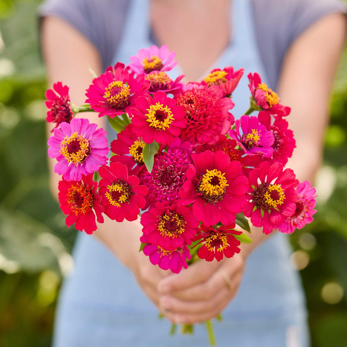 A person holding a bouquet of reddish purple cresto violet zinnia flowers in a natural setting