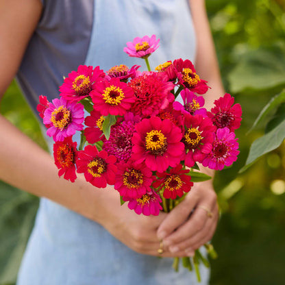 A person holding a bouquet of reddish purple cresto violet zinnia flowers in a natural setting