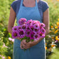 Person holding a bouquet of purple dream zinnia flowers in a garden setting