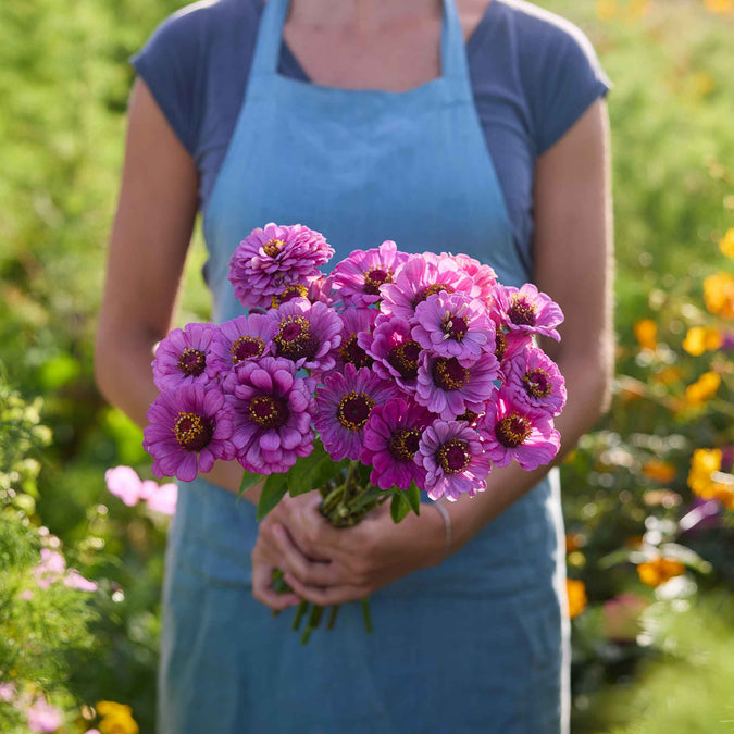 Person holding a bouquet of purple dream zinnia flowers in a garden setting