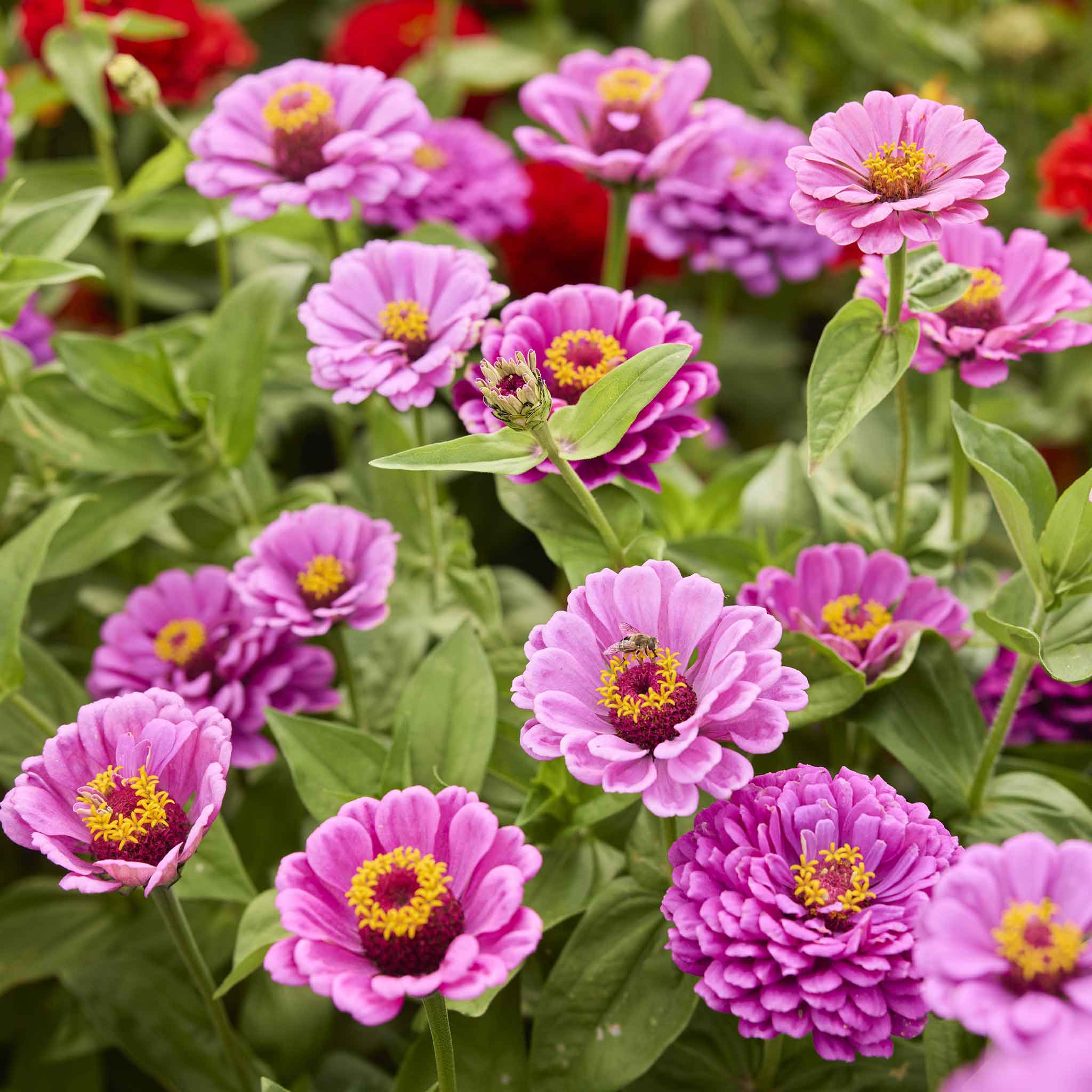 Close-up of pink zinnia dream flowers with yellow centers in a garden setting